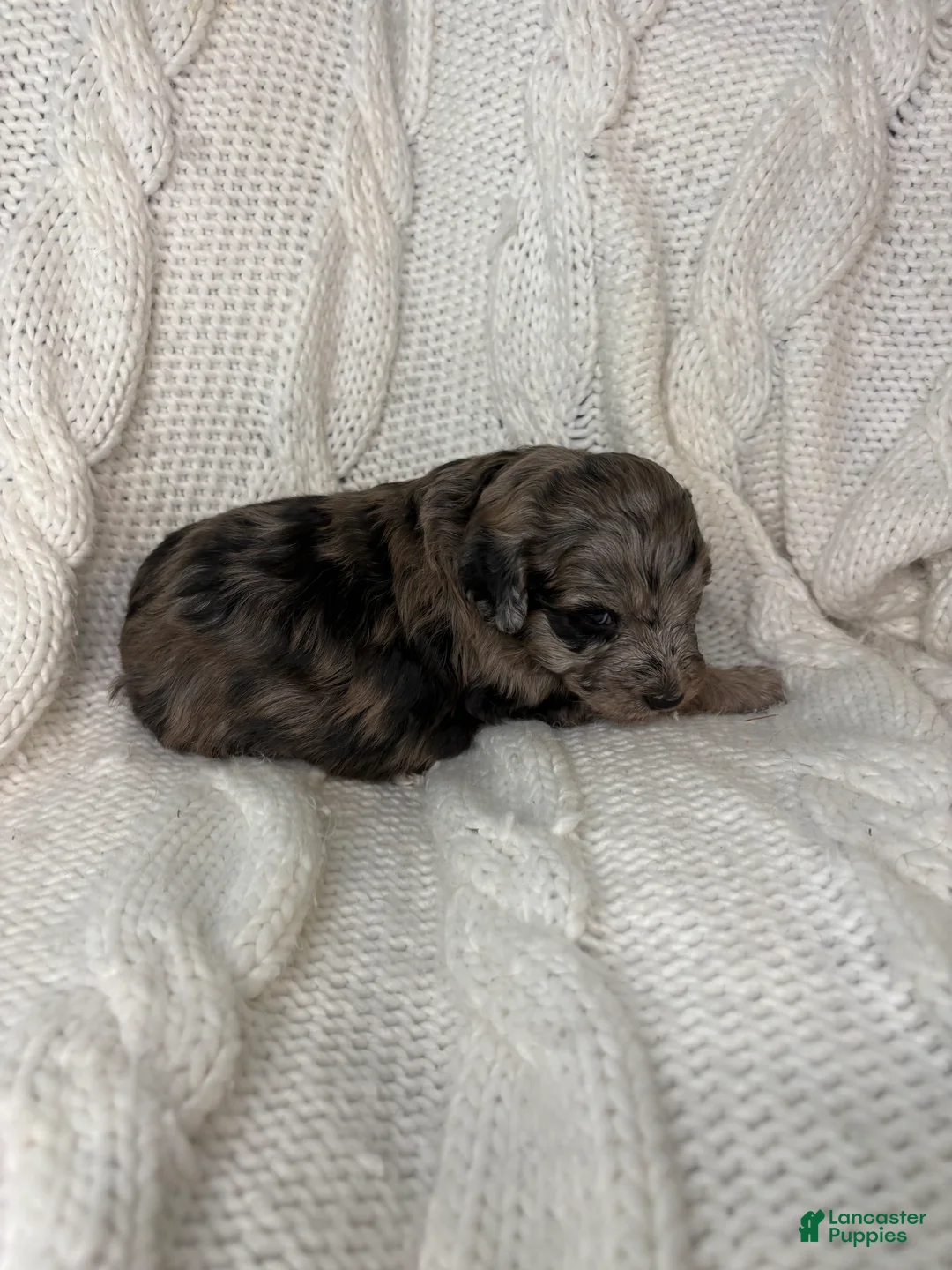 Mini Aussiedoodle dogs for sale: Mini Aussiedoodle Puppy 3 - Ad 6