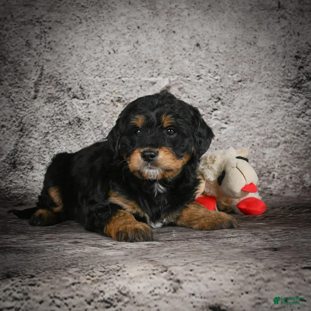 Mini Goldendoodle dogs for sale: Madison - Ad 7