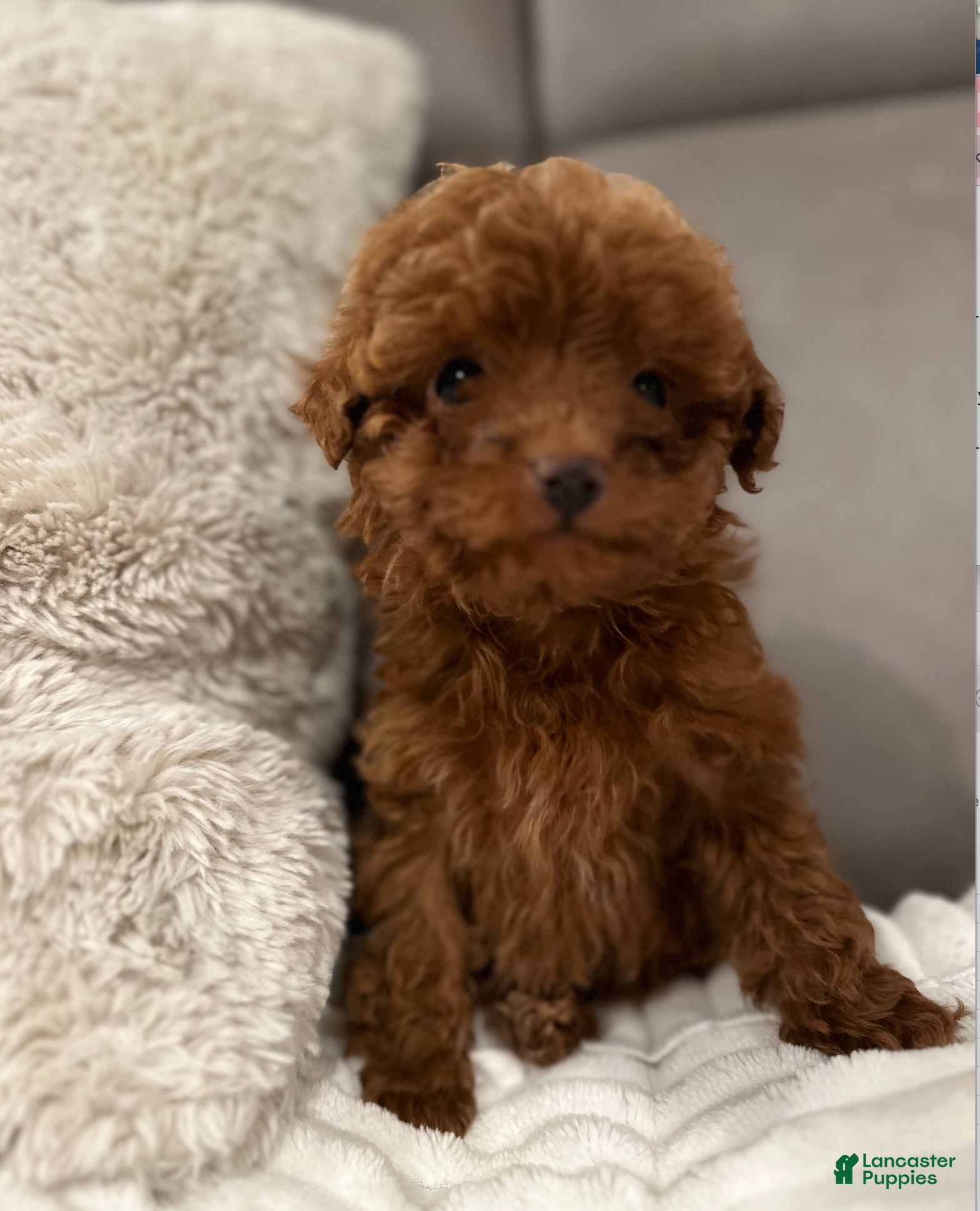 Toy Poodle dogs ZEUS- AKC GENETICALLY TESTED & POTTY TRAINED - Ad 1