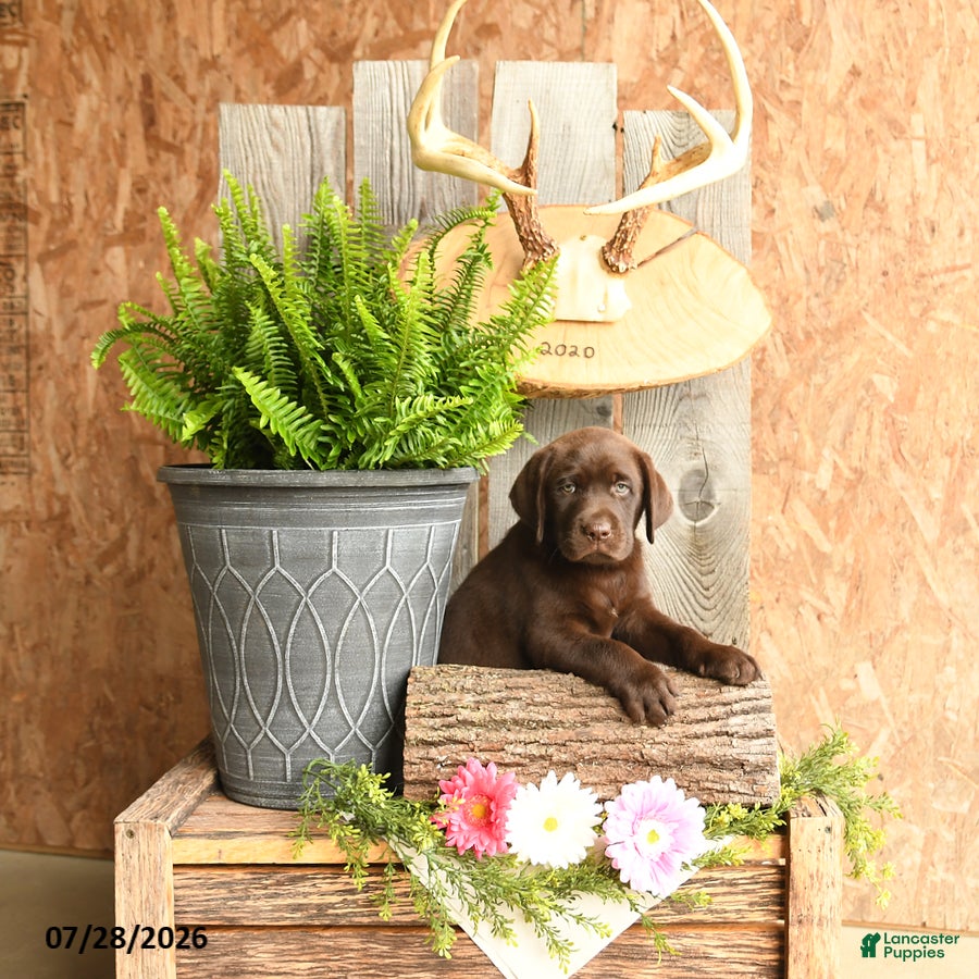 Labrador Retriever dogs Tucker - Ad 1
