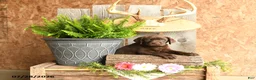 Labrador Retriever dogs for sale: Tucker - Ad 5