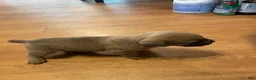 Cane Corso dogs for sale: Cane Corso 3 - Ad 3