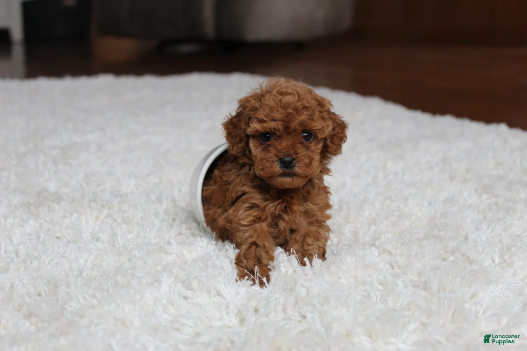 Toy Poodle dogs for sale: Teacup Aubrey - Ad 9