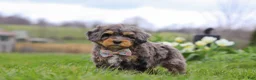 Mini Bernedoodle dogs for sale: Rose - Ad 6