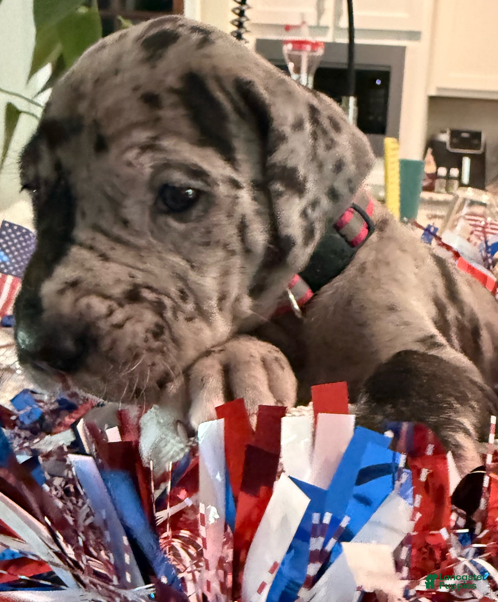 Great Dane dogs Stevie Nicks - Ad 1
