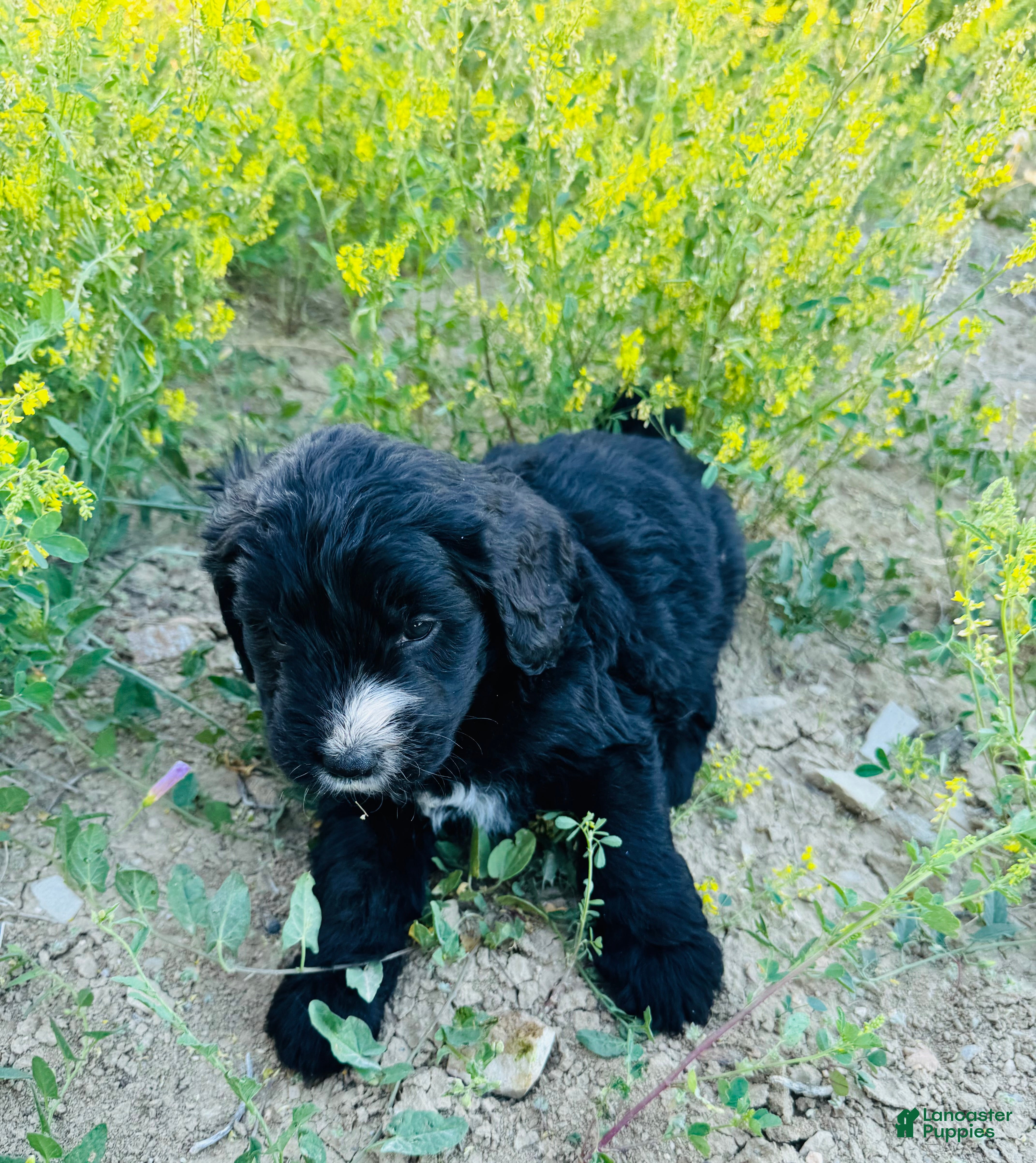 Mixed Breed dogs Lady - Ad 2