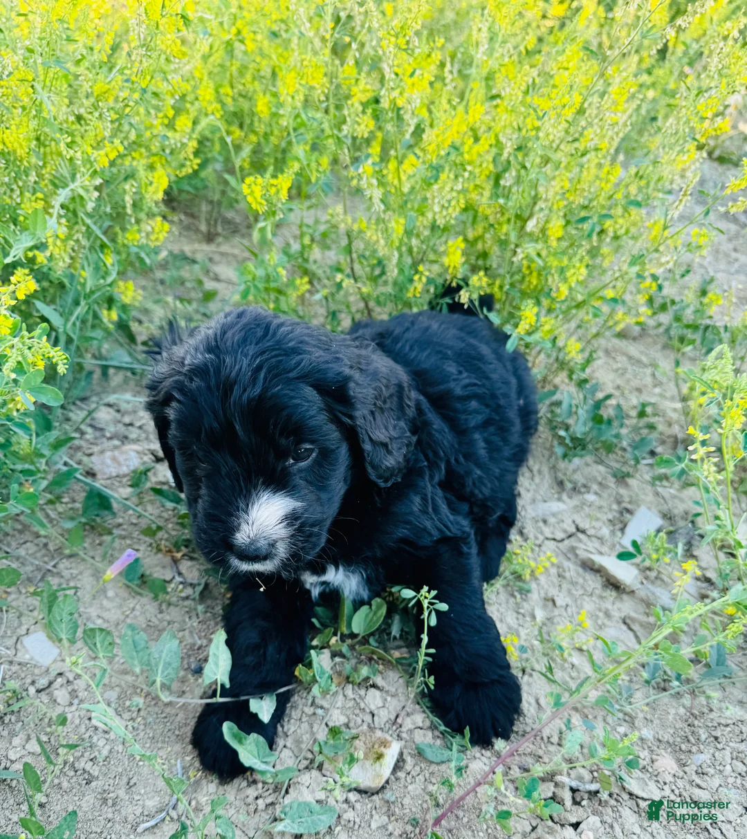 Mixed Breed dogs for sale: Lady - Ad 2