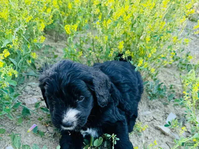 Mixed Breed dogs for sale: Lady - Ad 2
