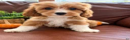 Cavapoo dogs for sale: Sky - Ad 1