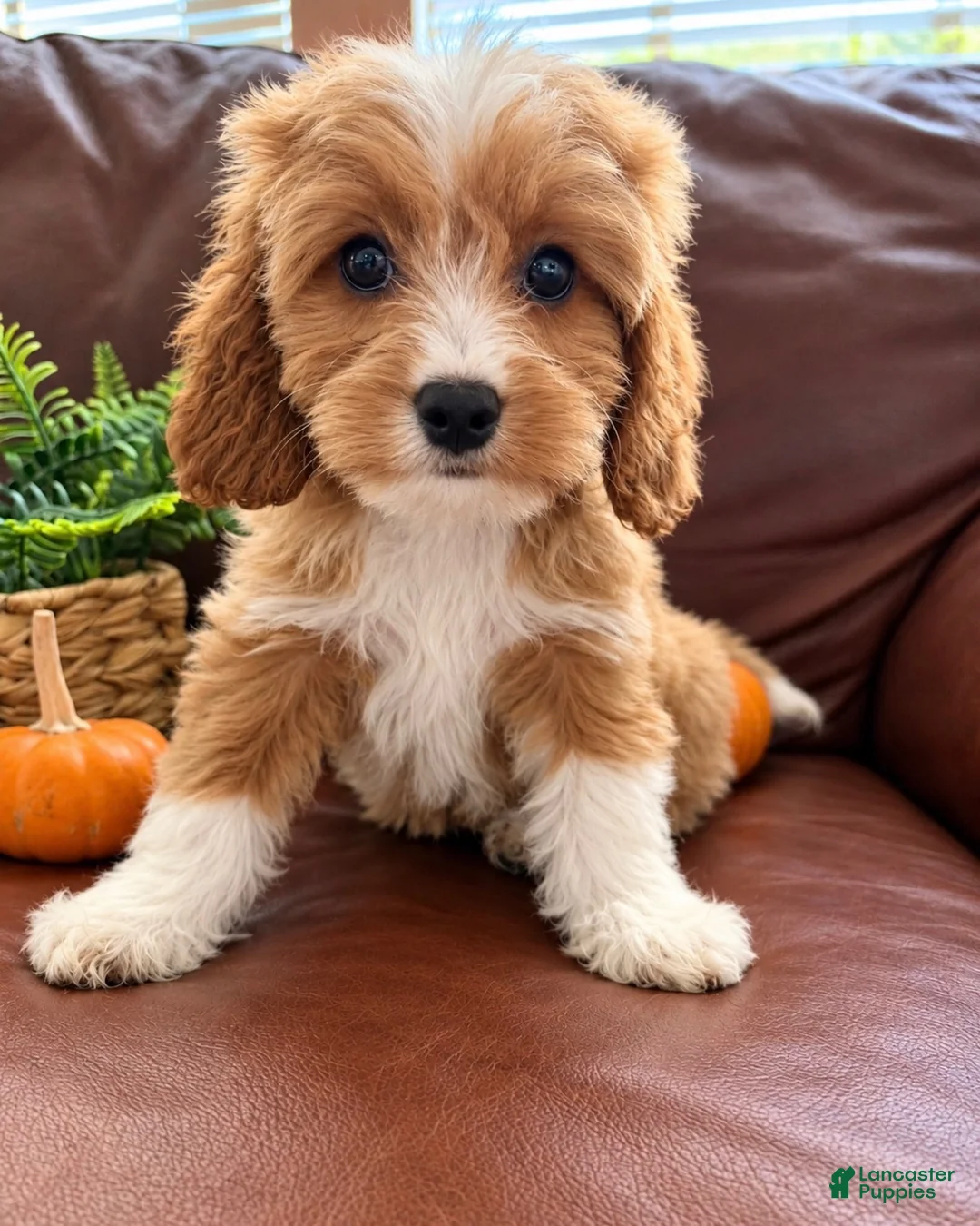 Cavapoo dogs for sale: Sky - Ad 1