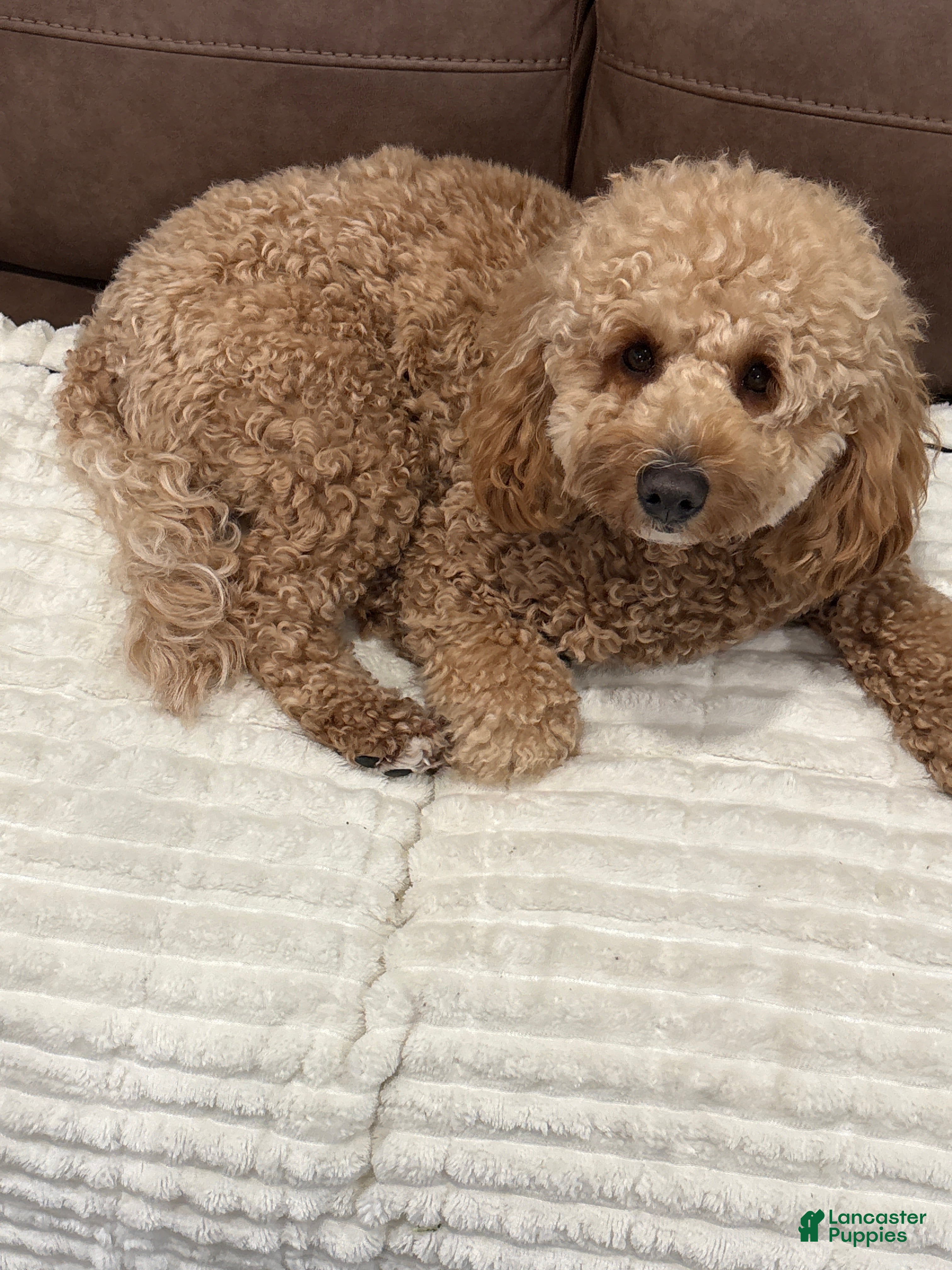 Mini Goldendoodle dogs Mini Goldendoodle Puppy 1 - Ad 10