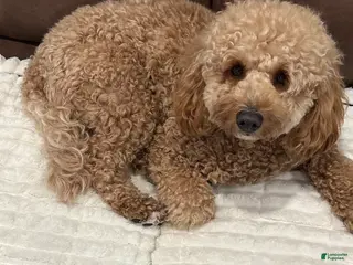 Mini Goldendoodle dogs Mini Goldendoodle Puppy 1 - Ad 10
