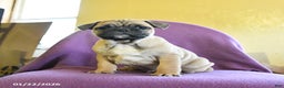 Frug dogs for sale: Titan - Ad 3