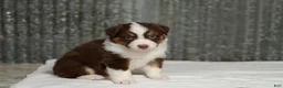 Miniature Australian Shepherd dogs for sale: Lava Miniature Australian Shepherd Puppy  - Ad 5
