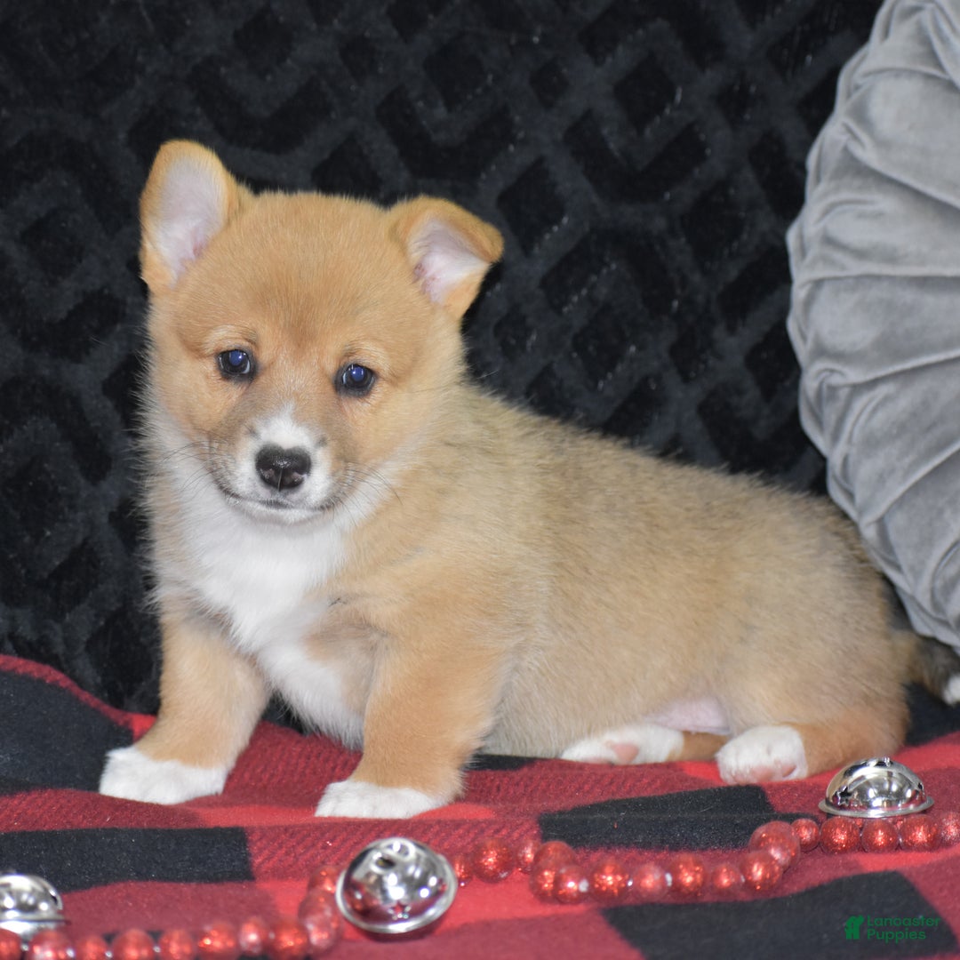 Welsh Corgi Pembroke dogs for sale: Mia - Ad 12