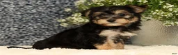 Yochon dogs for sale: Vanessa - Ad 3