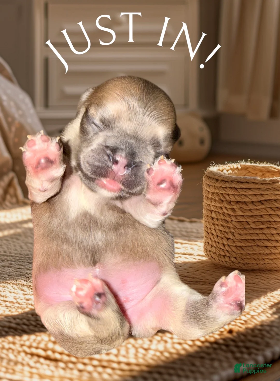 French Bulldog dogs for sale: French Bulldog Puppy 2 - Ad 11