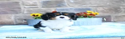 Cavalier King Charles Spaniel dogs for sale: Alex - Ad 3