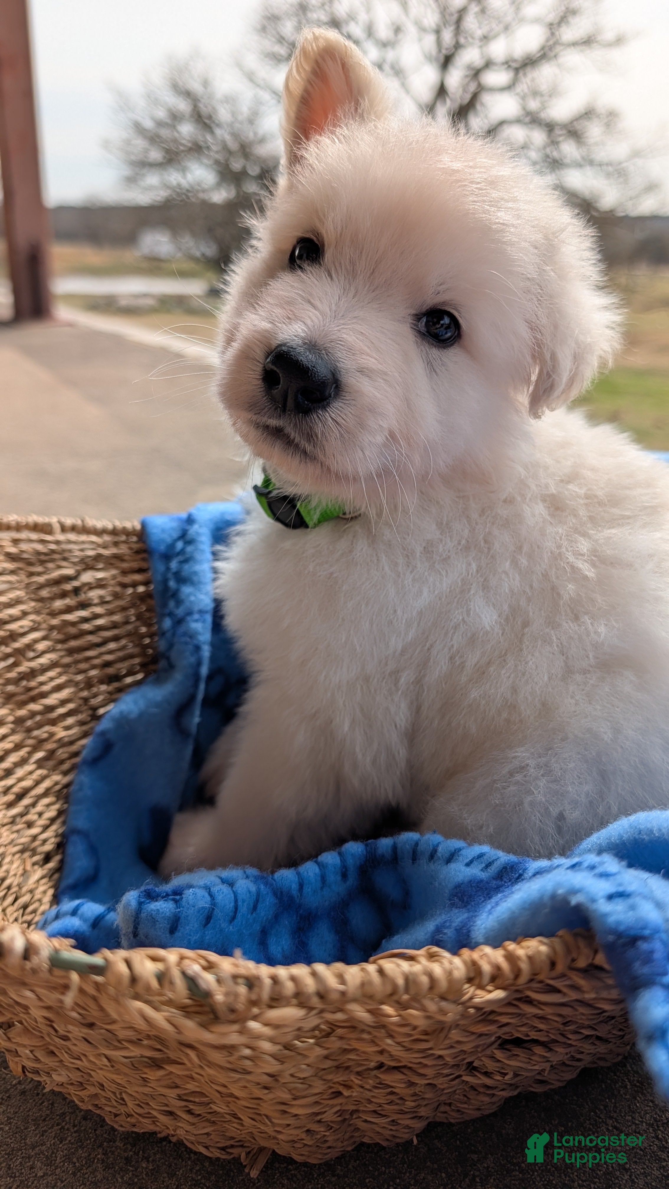 German Shepherd dogs Monty - Ad 1