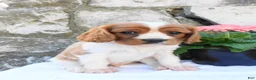 Cavalier King Charles Spaniel dogs for sale: Roxy - Ad 1