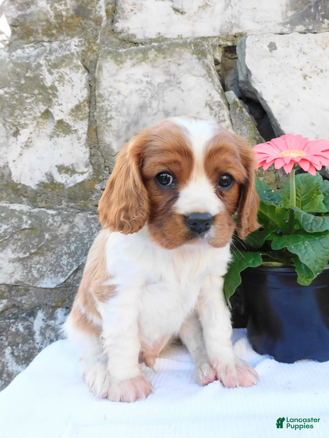 Cavalier King Charles Spaniel dogs for sale: Roxy - Ad 1