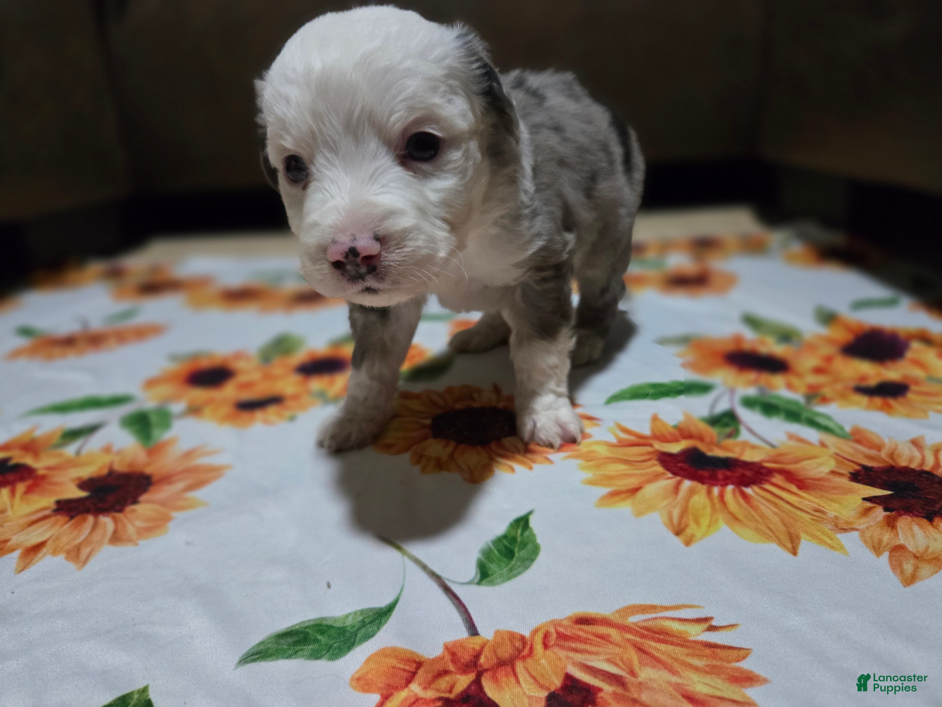 Miniature Australian Shepherd dogs Miniature Australian Shepherd Puppy 2 - Ad 20