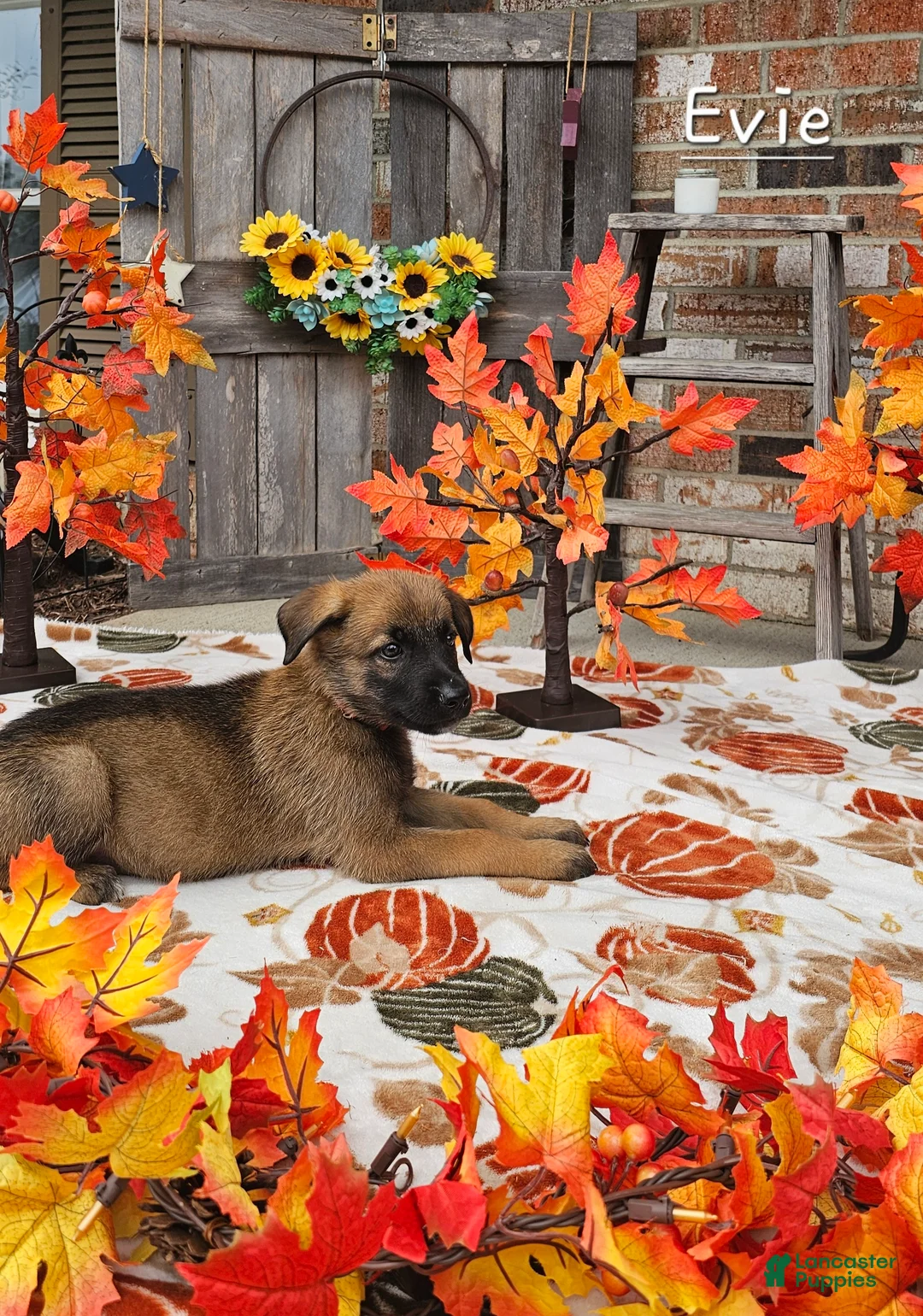 Mixed Breed dogs for sale: Ezra - Ad 1