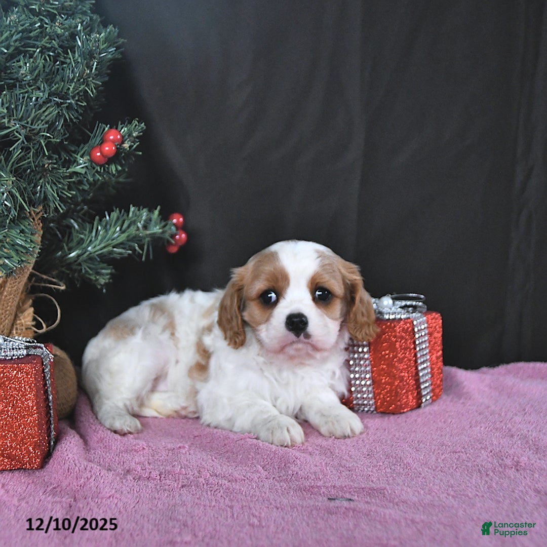 Cavalier King Charles Spaniel dogs for sale: Ava CHAMPION BLOODLINES - Ad 5