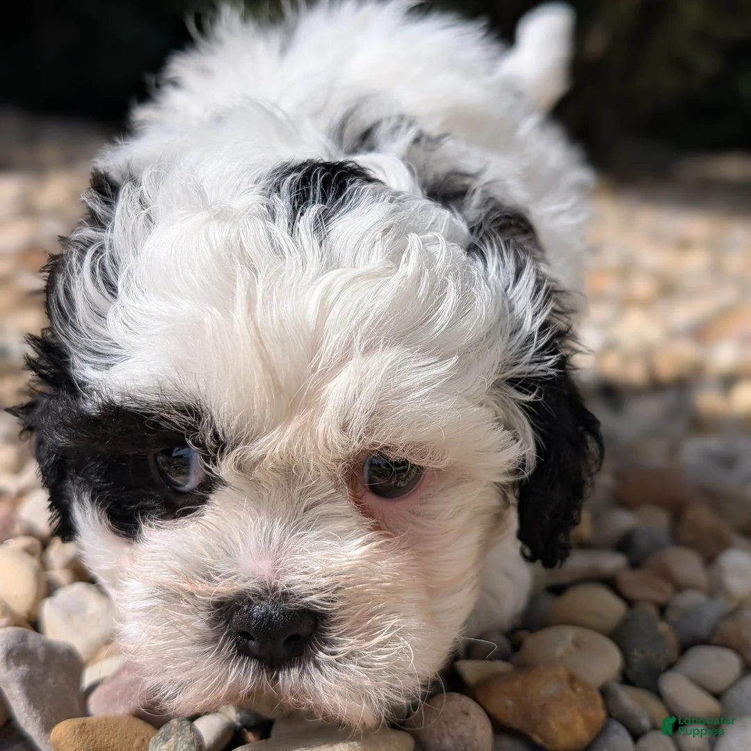 Teddy Bear dogs for sale: Dominoe - Ad 2