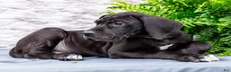 Great Dane dogs for sale: Zayne - Ad 10