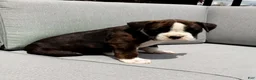 Boxer dogs for sale:  Cooper - Ad 3