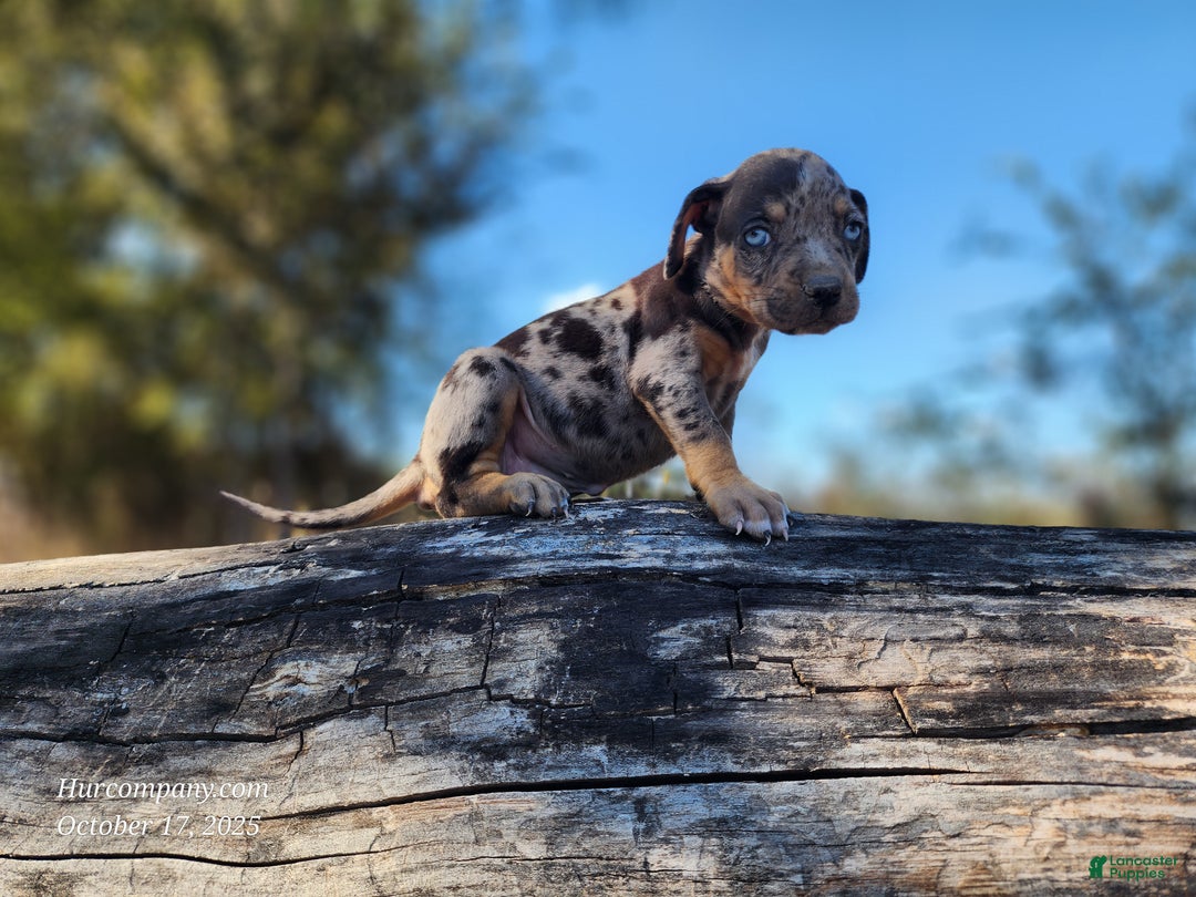 Catahoula Leopard Dog dogs for sale: Houdini 2025 Female 1 - Ad 11