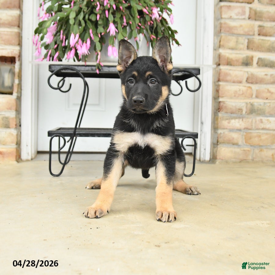 German Shepherd dogs for sale: Diamond - Ad 2