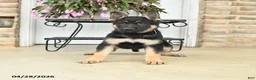German Shepherd dogs for sale: Diamond - Ad 1