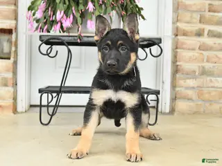 German Shepherd dogs for sale: Diamond - Ad 2