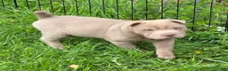 Shar Pei dogs for sale: Layla mini lilac  - Ad 12