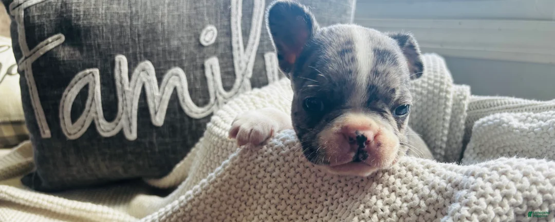 Mixed Breed dogs for sale: Willy - Ad 2