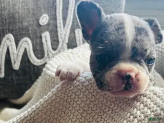 Mixed Breed dogs Willy - Ad 37