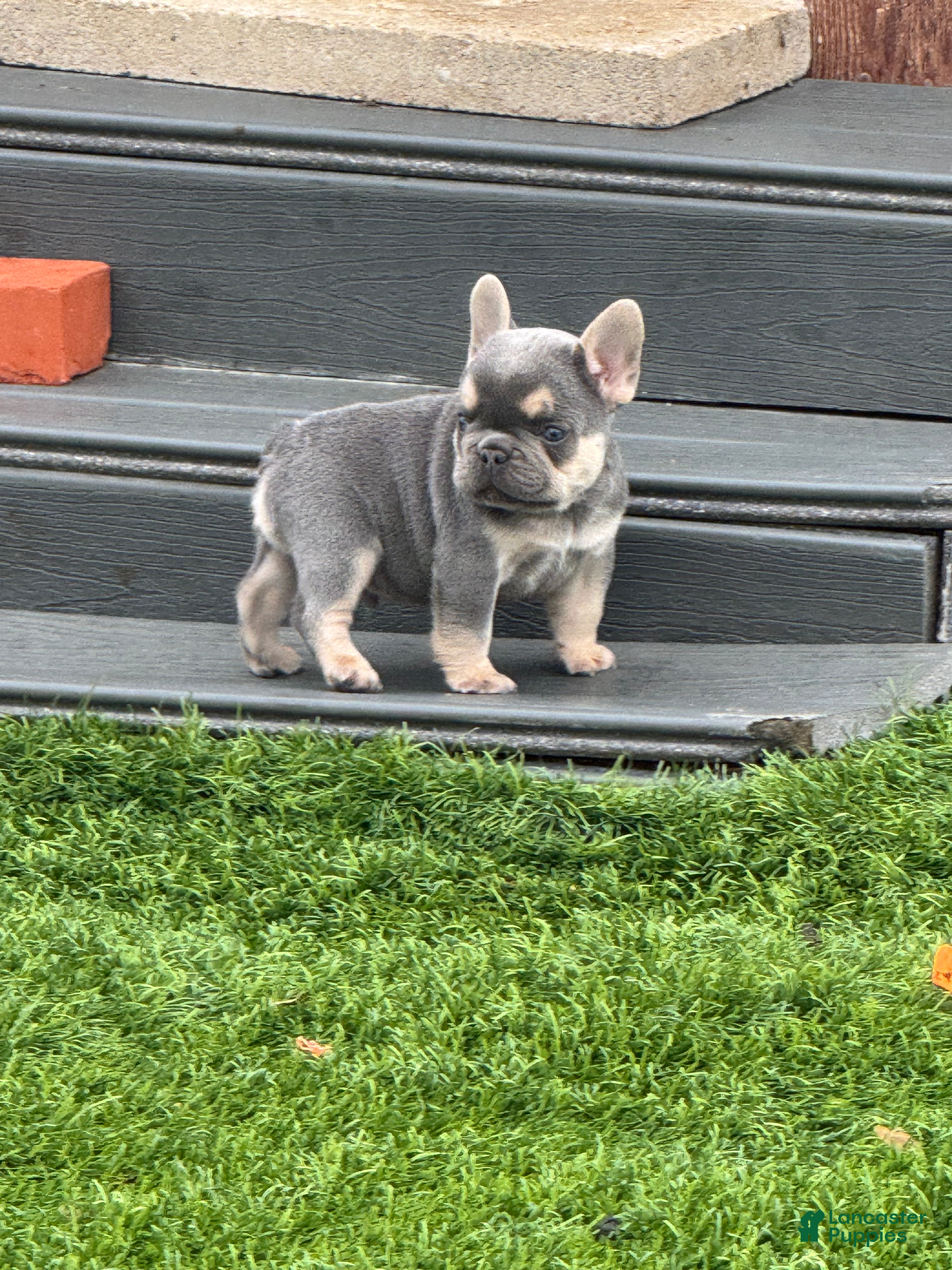 French Bulldog dogs French Bulldog Puppy 3 - Ad 2