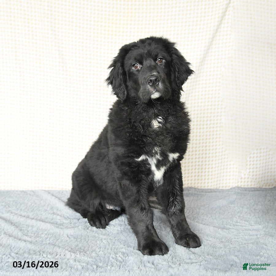 Mixed Breed dogs Suds - Ad 1