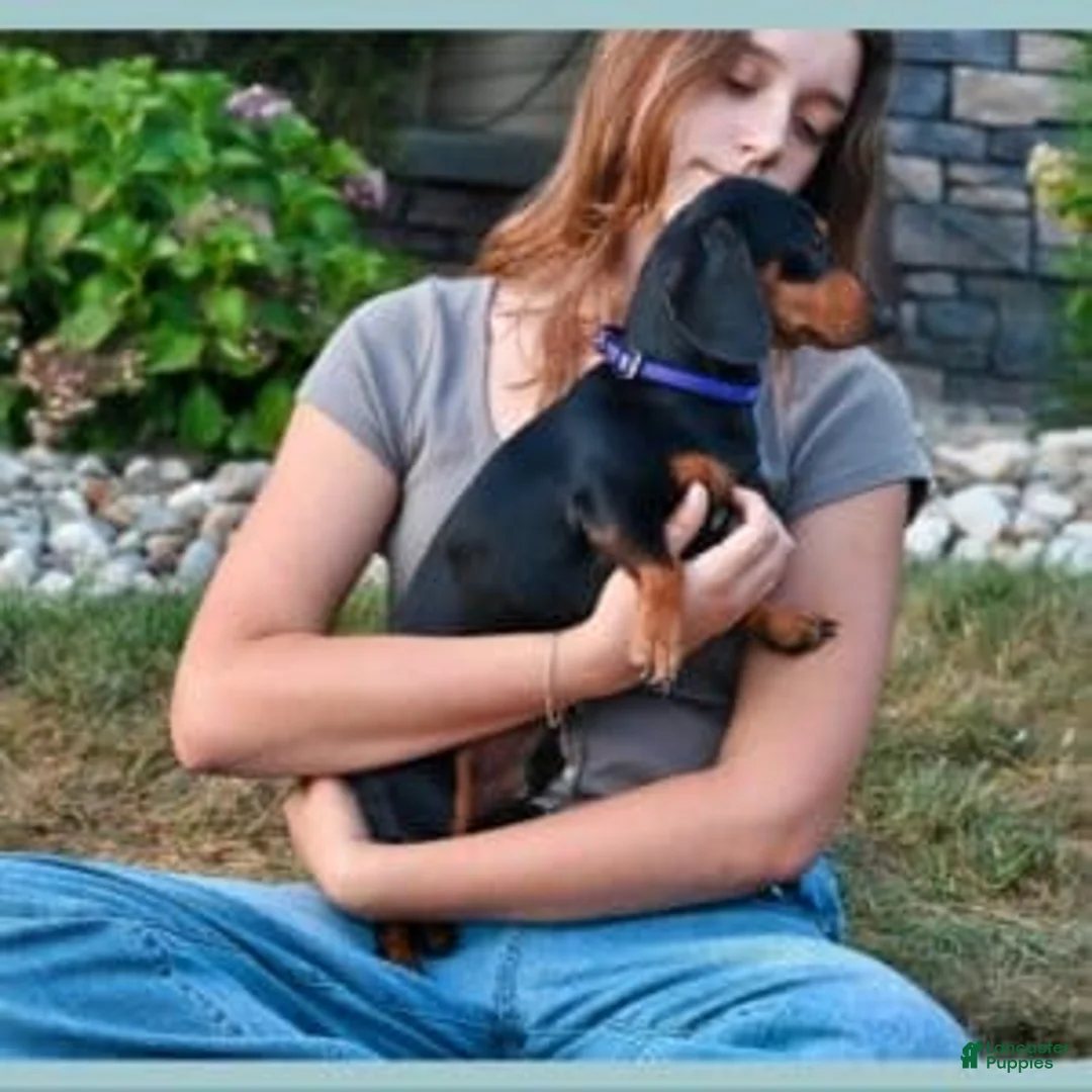Miniature Dachshund dogs for sale: kOBI - Ad 2