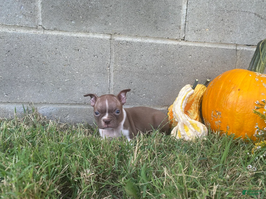 Boston Terrier dogs for sale: Layla - Ad 2