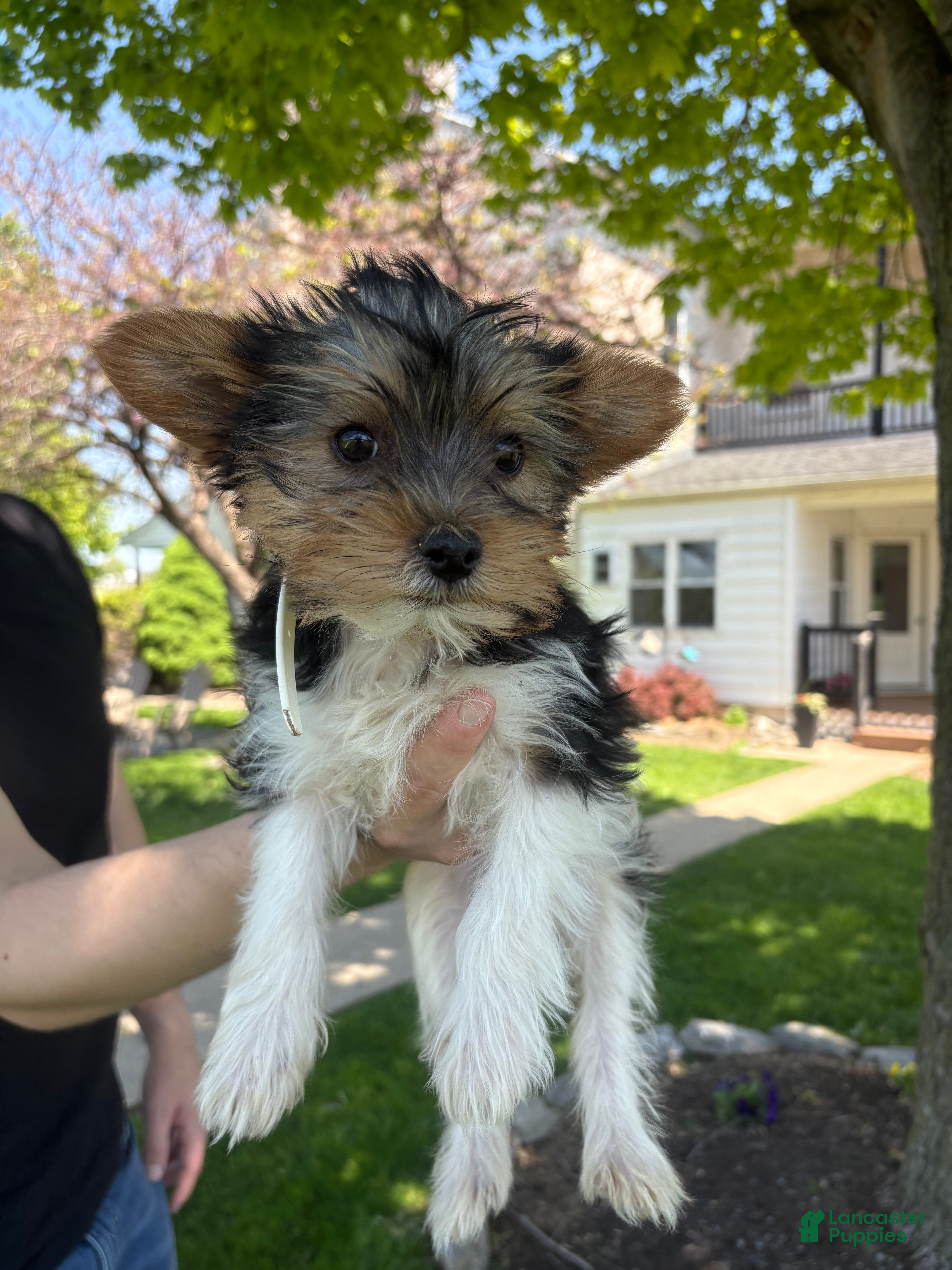 Mixed Breed dogs Gidget - Ad 11