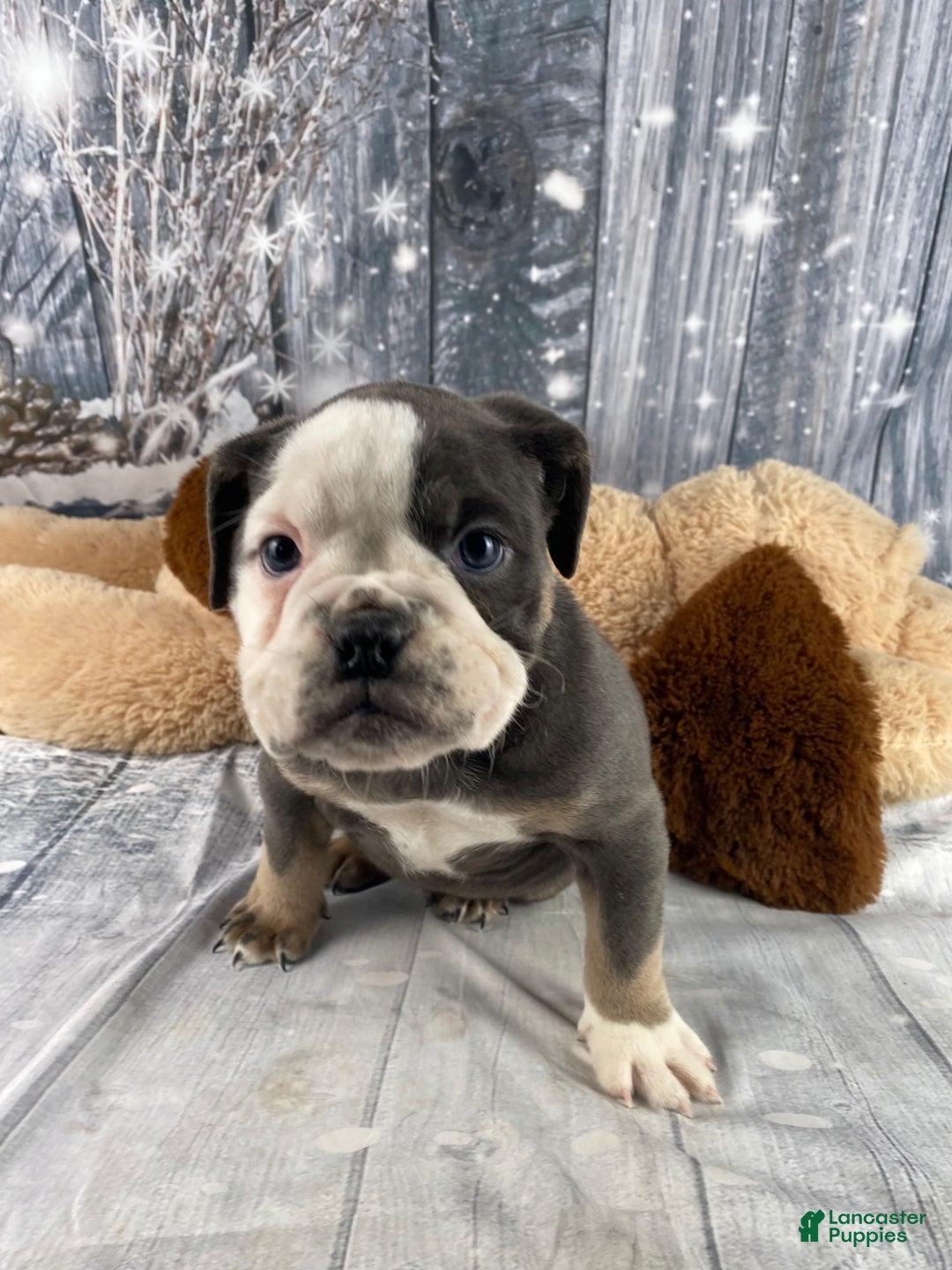 English Bulldog dogs for sale: Hazel - Ad 6