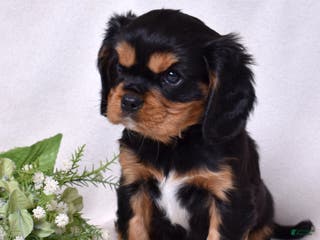 Cavalier King Charles Spaniel dogs Gizmo | Genetically Screened - Ad 3