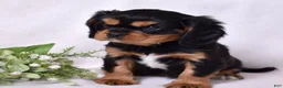 Cavalier King Charles Spaniel dogs for sale: Gizmo | Genetically Screened  - Ad 1