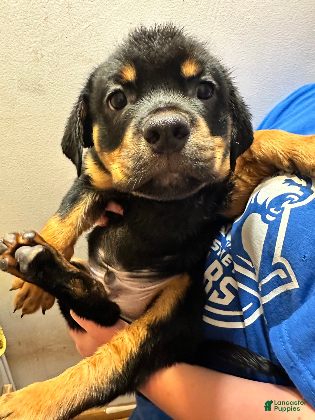 Mixed Breed dogs for sale: Cane Corso-Rottweiler - Ad 2