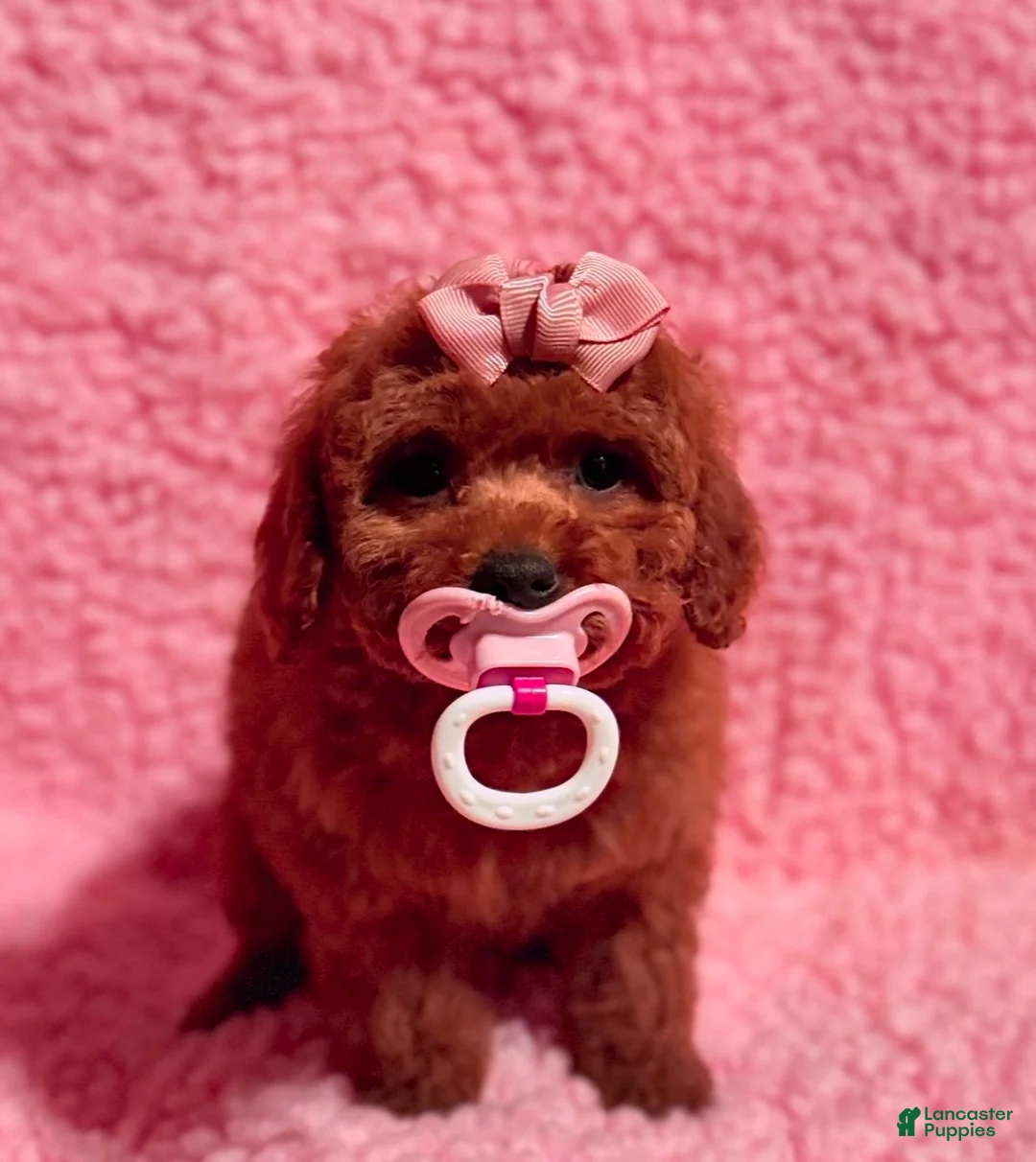 Toy Poodle dogs for sale: Toy Poodle Puppy 1 - Ad 5