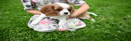 Cavalier King Charles Spaniel dogs for sale: Vince  - Ad 1