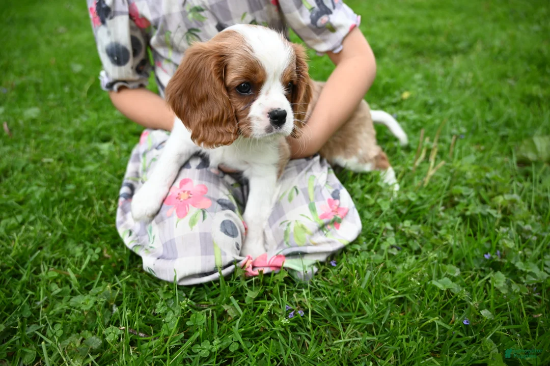Cavalier King Charles Spaniel dogs for sale: Vince  - Ad 1